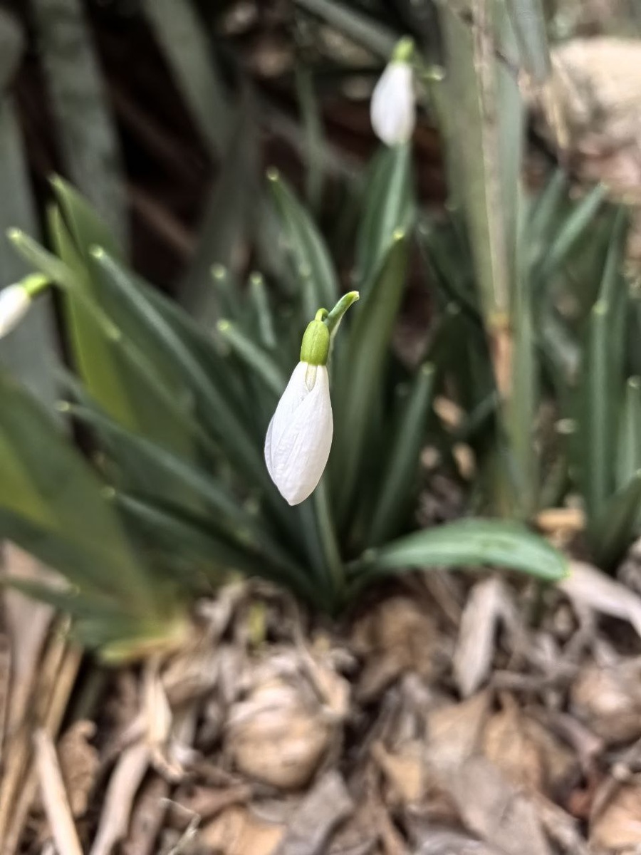 Фото сделано 10 января.