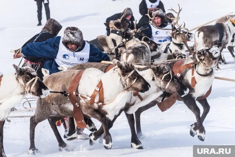 В Салехарде гонки на оленьих упряжках будет комментировать Дмитрий Губерниев. Фото: Илья Московец © URA.RU