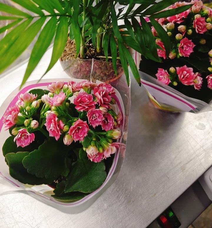 каланхоэ Блоссфельда(обычно этот вид поступает в продажу в цветочные магазины к 8 марта)