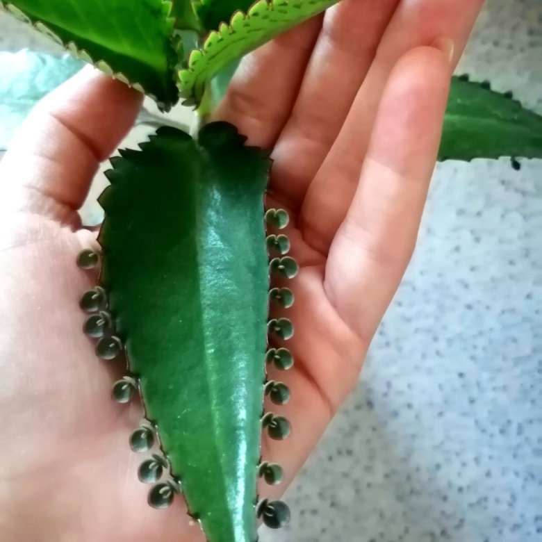 Вот эти маленькие отпрыски падают в грунт и прорастают там.