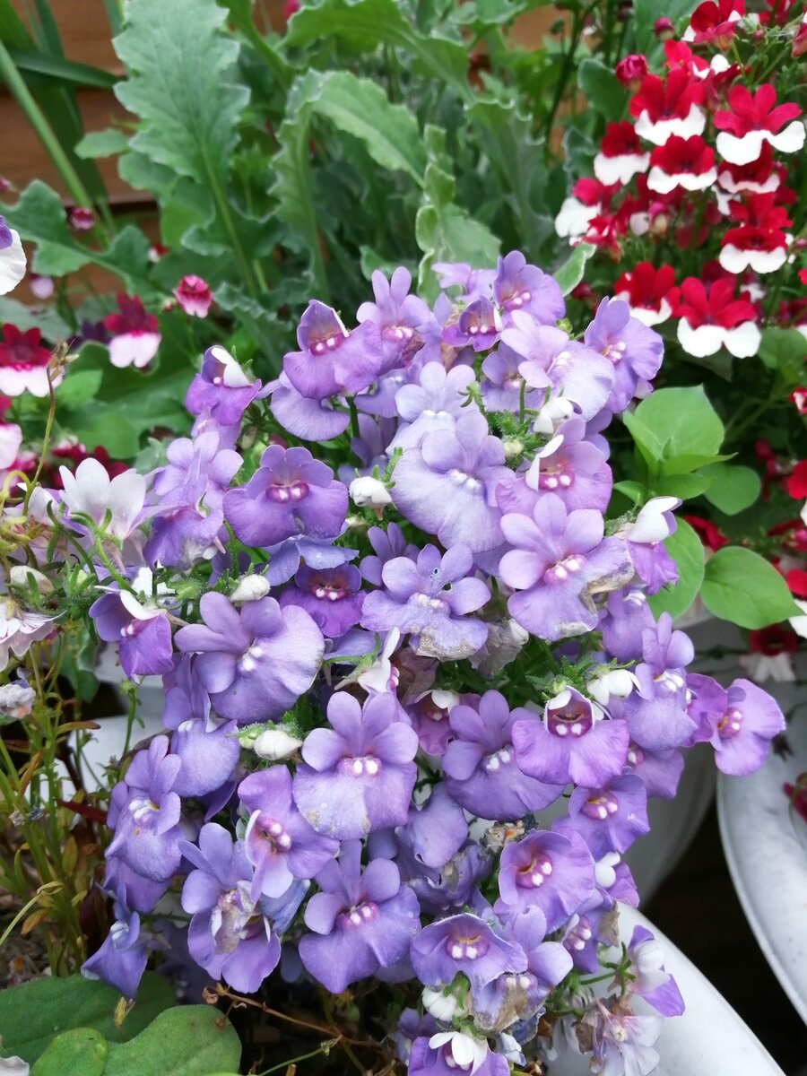 Немезия, личная.