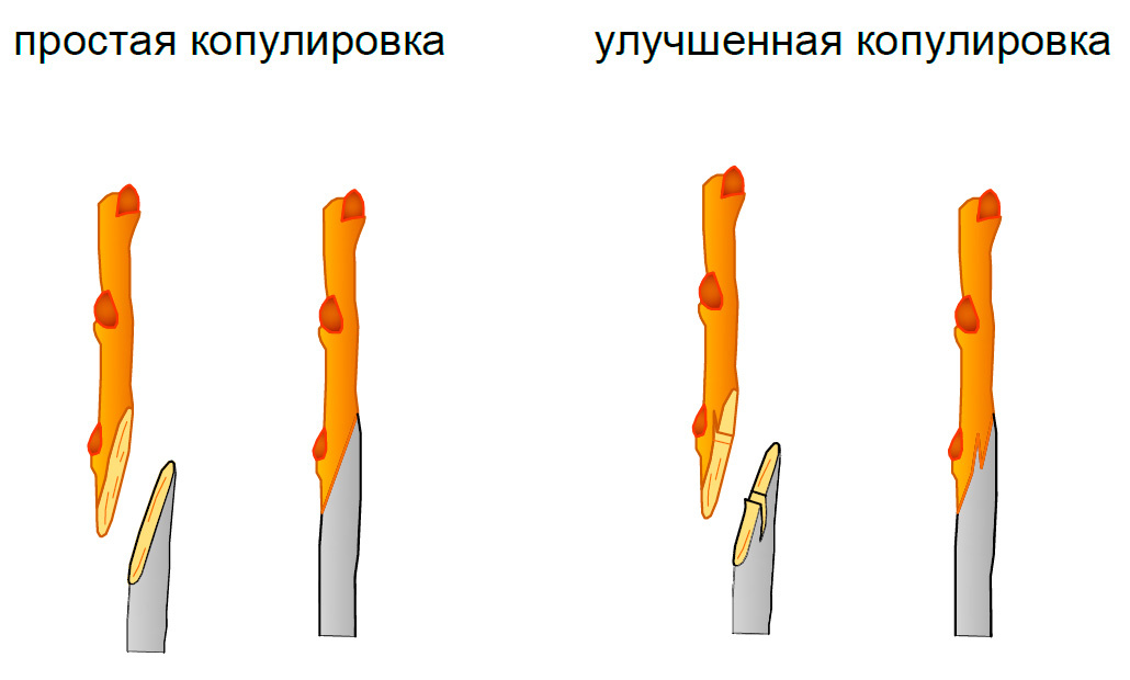 схема копулировки