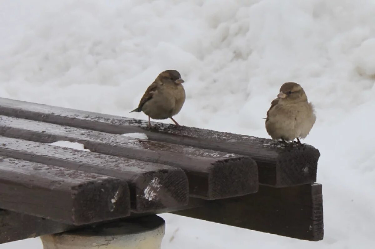    Во Владивостоке объявили свободное посещение школ из-за снегопада