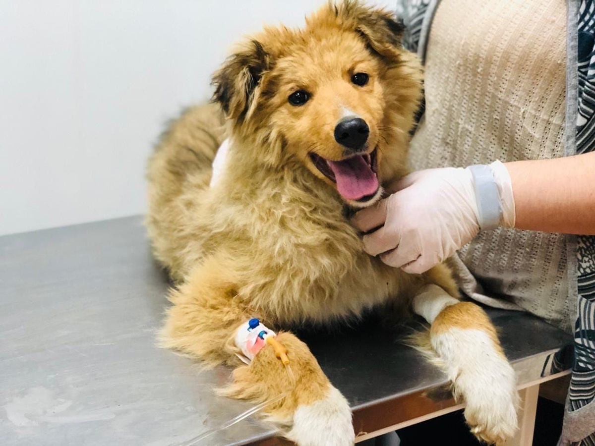 Собачку сбила машина...