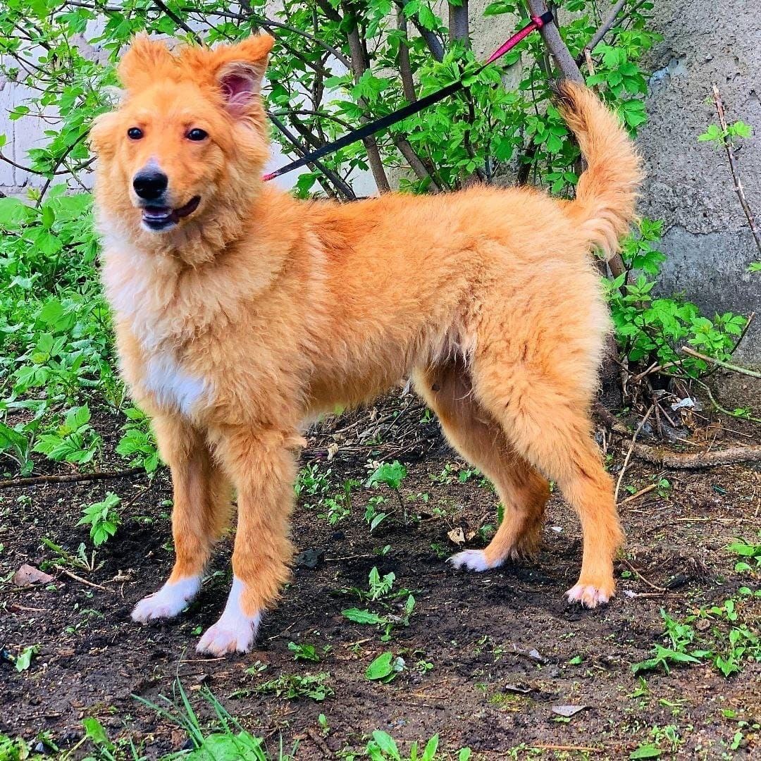 Лесси уже 5 лет живёт с нами...