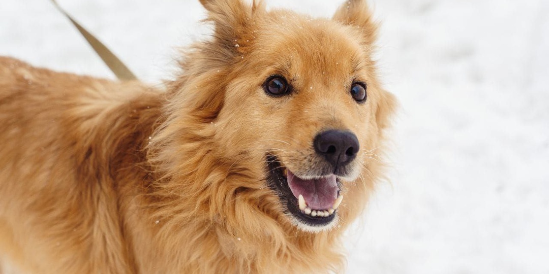 Ждём тех, кто готов подарить пёсику настоящую семью и дом!