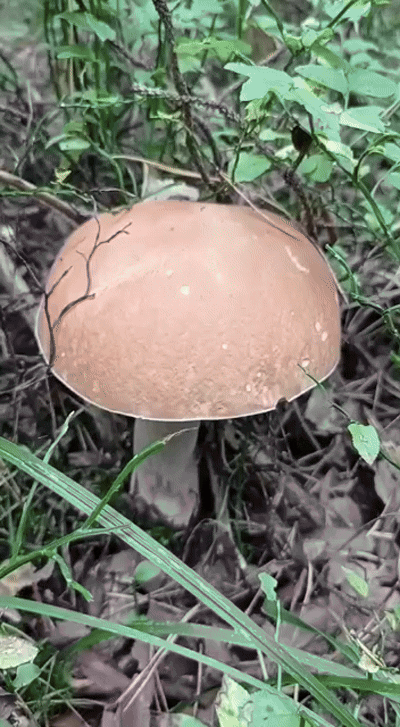 Тихая охота