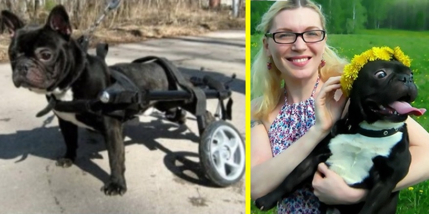 Французский бульдог Марк на Маркомобиле. Счастливый Марк со своей "мамой" 