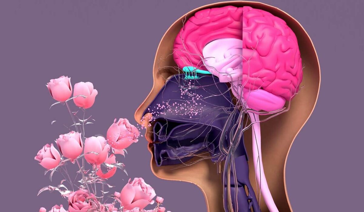    Запахи сильно связаны с воспоминаниями, так как обонятельные сигналы напрямую поступают в лимбическую систему мозга, отвечающую за эмоции и память. Источник изображения: verywellhealth.com