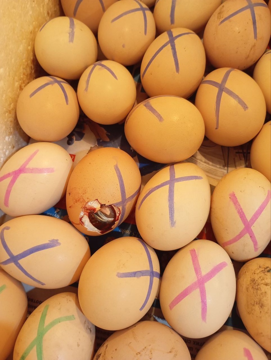 Начинают вылупления первые цыплята в 2025 году .