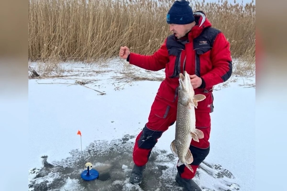    «Визжали как дети»: одну, но гигантскую щуку поймал на рыбалке волгоградец