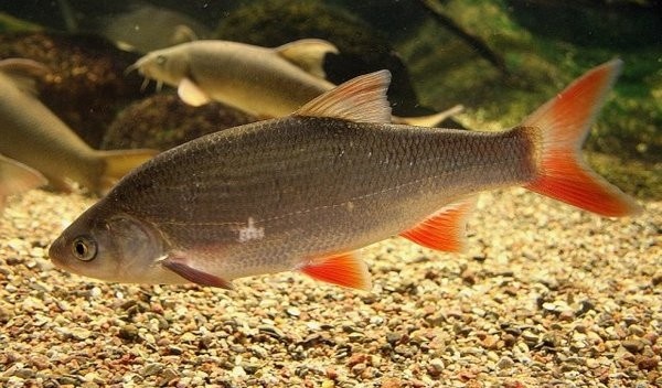 НАЧНЁМ ПО Классике.