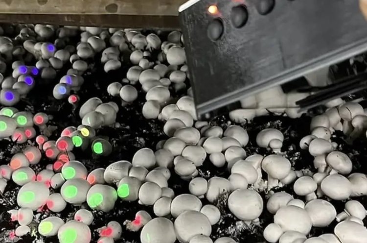    В Швейцарии сборщикам урожая шампиньонов помогает «Прожектор» с ИИ