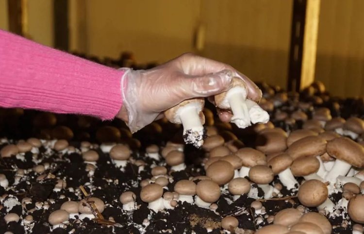     В Швейцарии сборщикам урожая шампиньонов помогает «Прожектор» с ИИ
