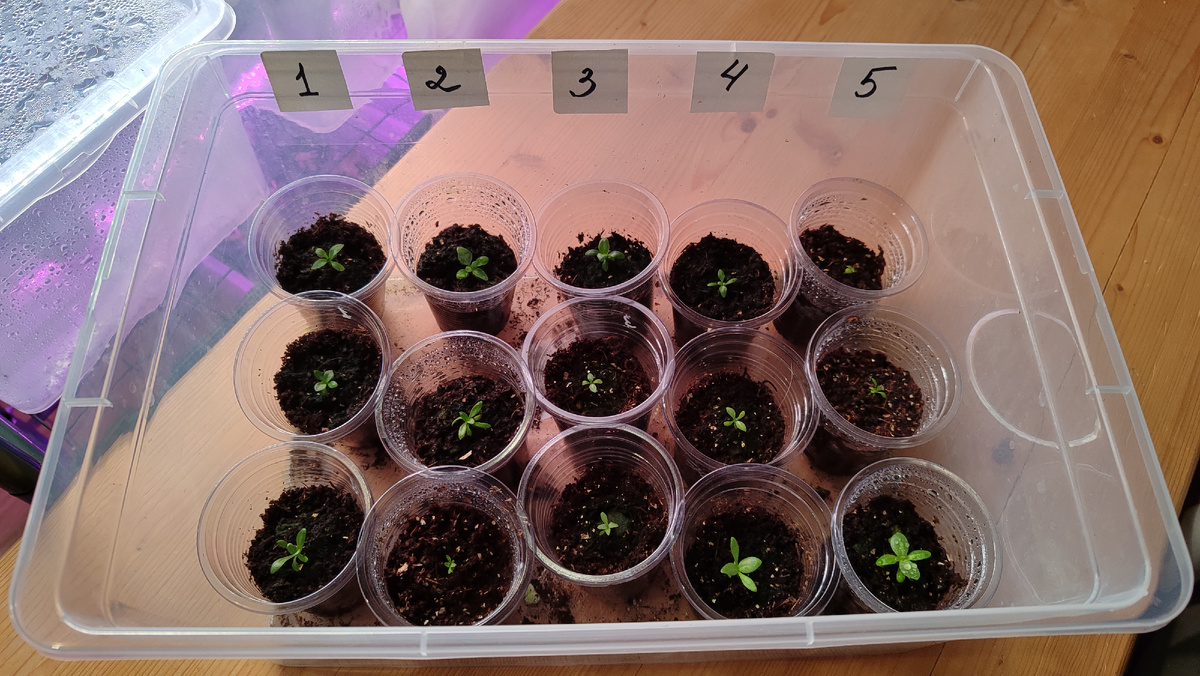 В каждую группу собраны растишки разной листовой и корневой массы