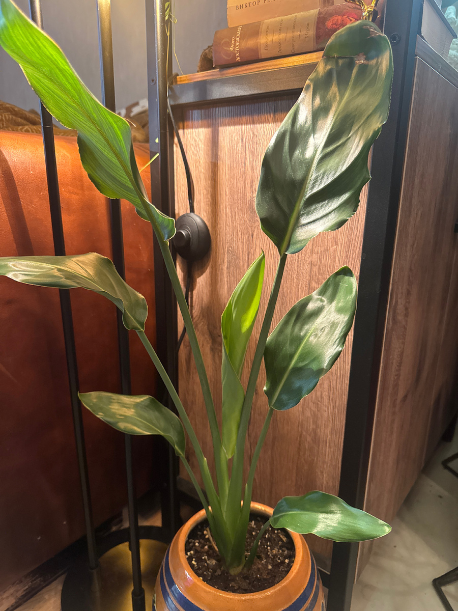 Стрелиция Регина-райская птица.