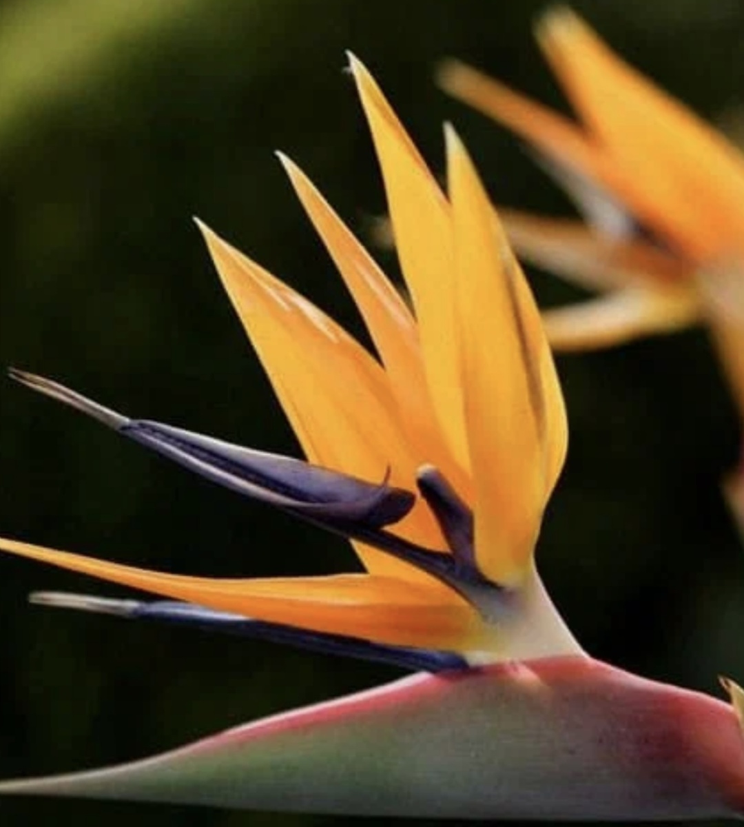 Цветок стрелиции