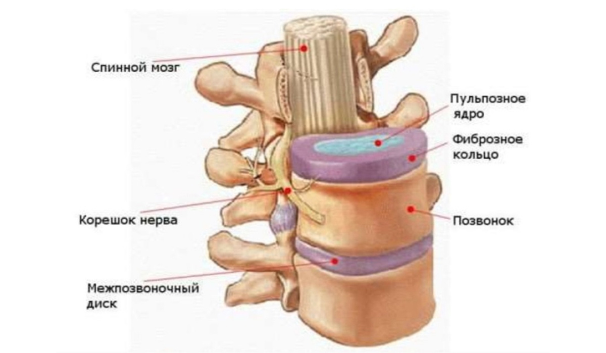 Изображение с сайта: neuros.ru