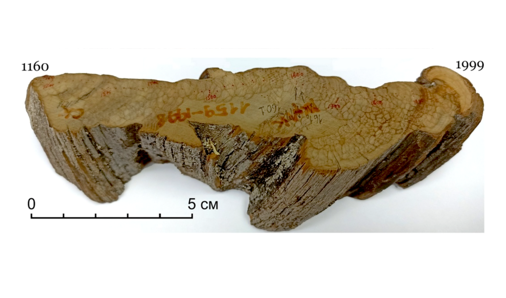Срез можжевельника. Фото: Рашит Хантемиров. Источник: urfu.ru