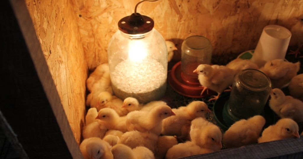 Особенности выведения цыплят зимой