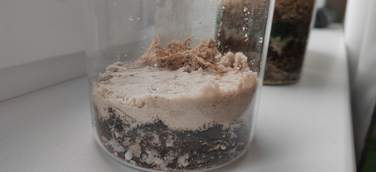 27 января была создана такая баночка, остатки земли, и песок. Семена белый гипоэстос и сверху мох свагнум, интересно оживёт ли он вообще.