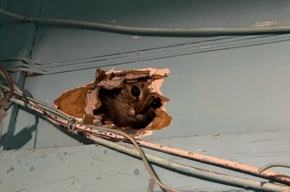    В Ярославле кошка застряла в электрическом щитке