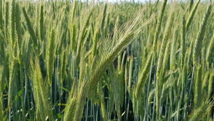    Саратовская область вошла в пятерку главных ржаных регионов России