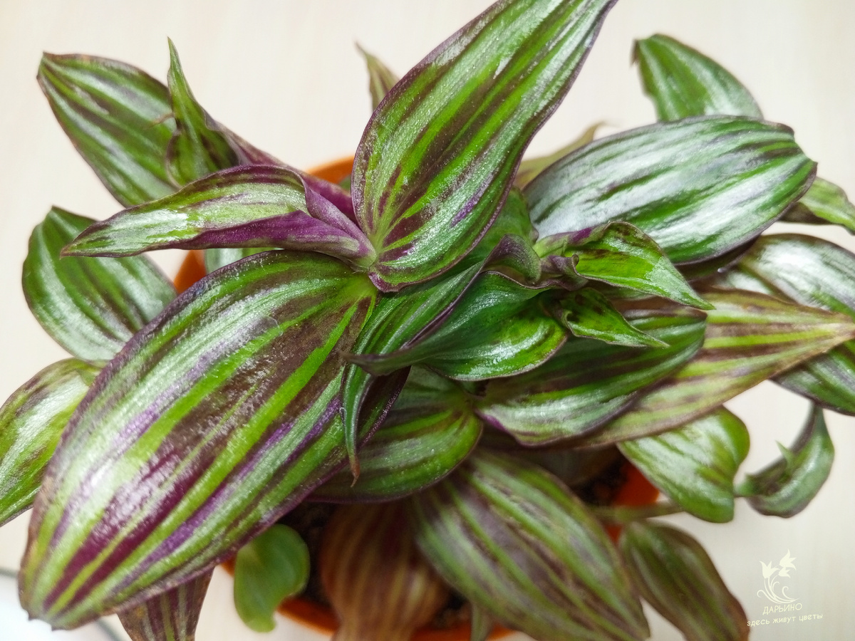 Зебрина (традесканция) 'Tikal'