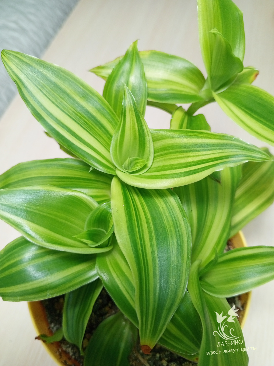 Каллизия 'Melnikoff '