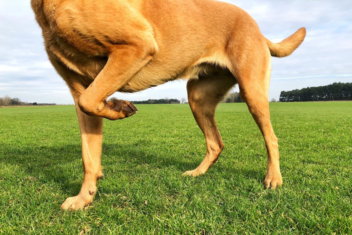 Собака поджимает лапу