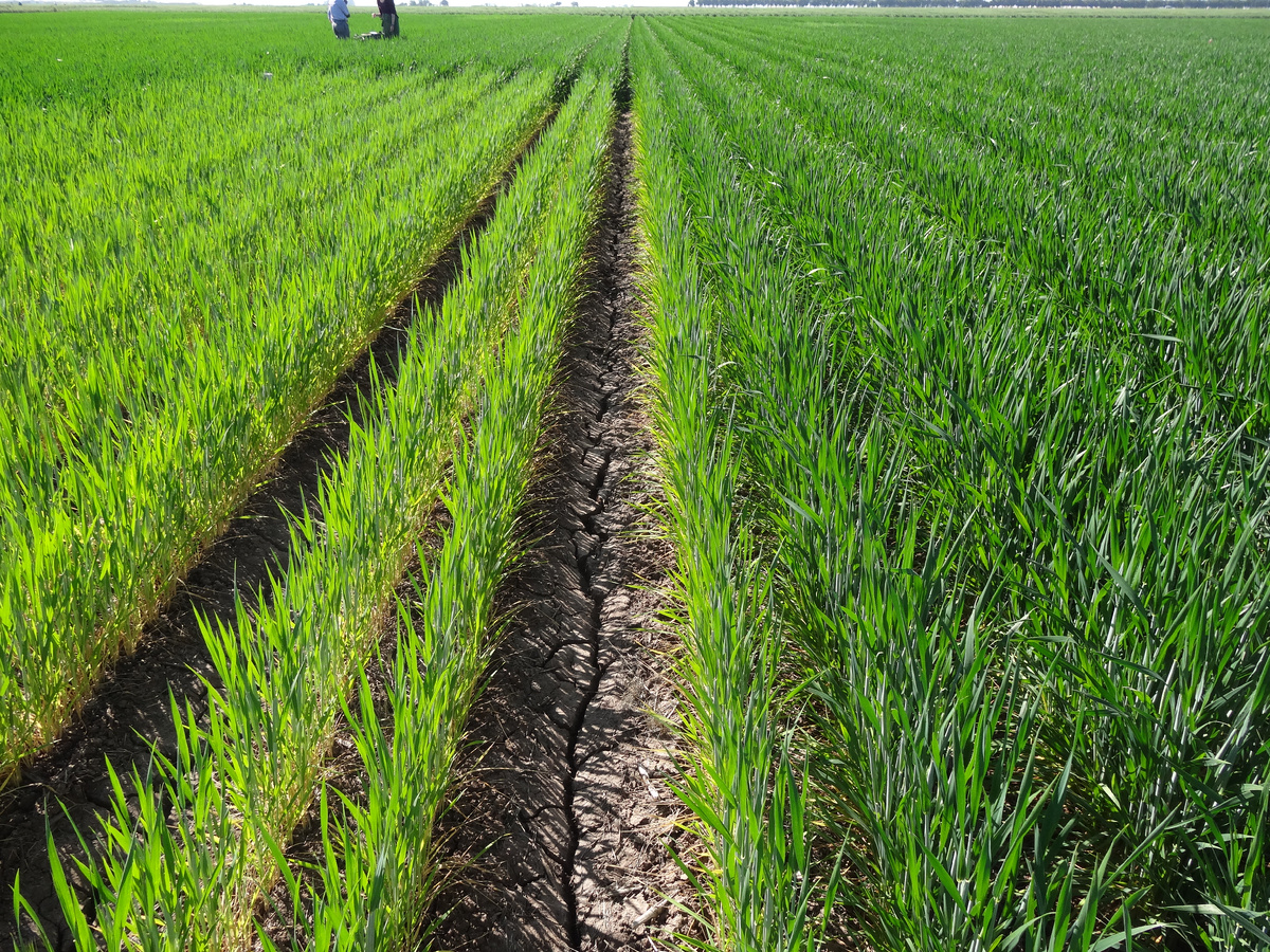 Недостаток азота у пшеницы (слева)