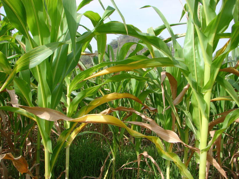 Хлороз (пожелтение) и некроз (побурение) нижних листьев кукурузы