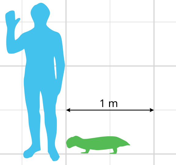 Сравнение размеров с человеком.