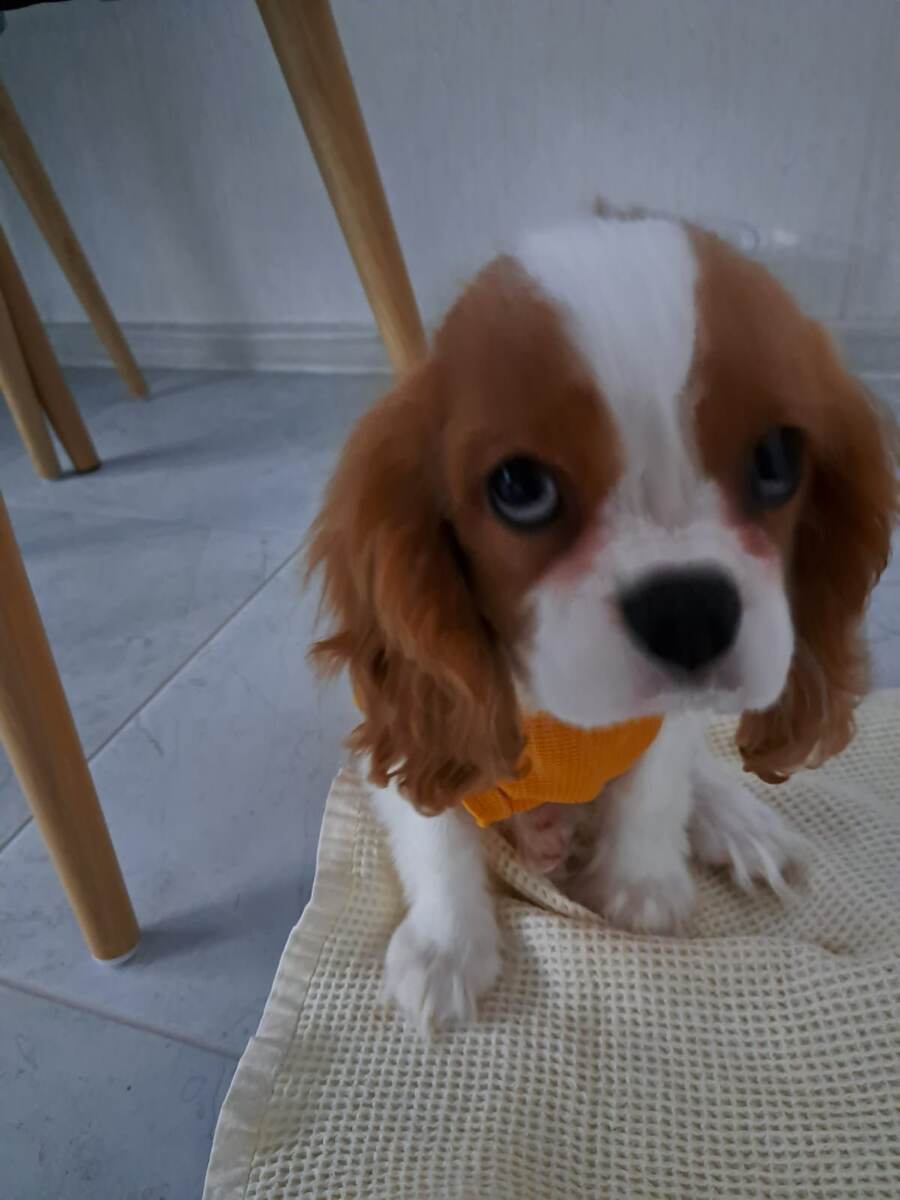 Сегодняшняя ночь прошла спокойно. Утро было бодрым, по крайней мере у меня😂. Нужно было покормить песеля, потом отдельно котика, чтобы не пересекалиль, ну и естественно приготовить завтрак мужу и ребенку. 
Все накормлены и остались довольны уделенным вниманием😜😂🤗
Но, после суетливого утра все ушли, а Нейт остался...