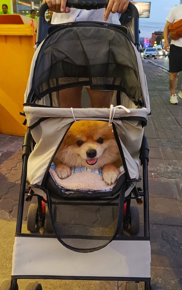 Собачка прекрасна сама по себе. На улице в Паттайе (Таиланд).