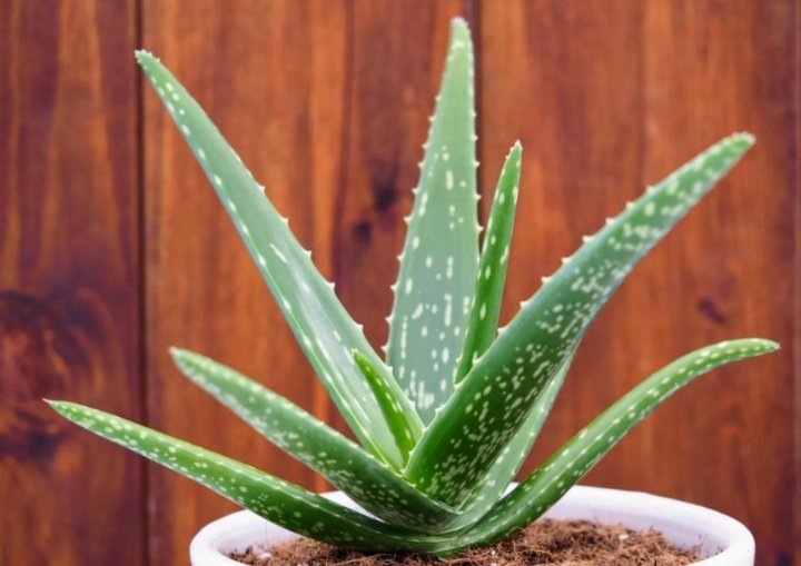 Красаавеец)