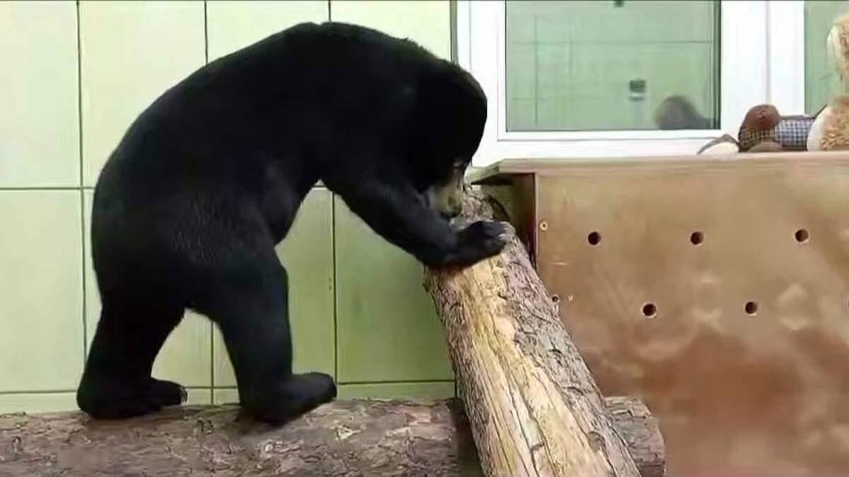    Фото: Telegram / Московский зоопарк