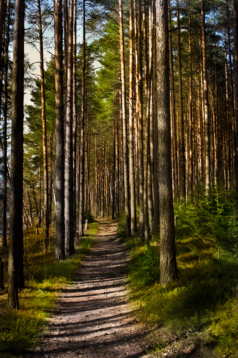 Сосновый лес