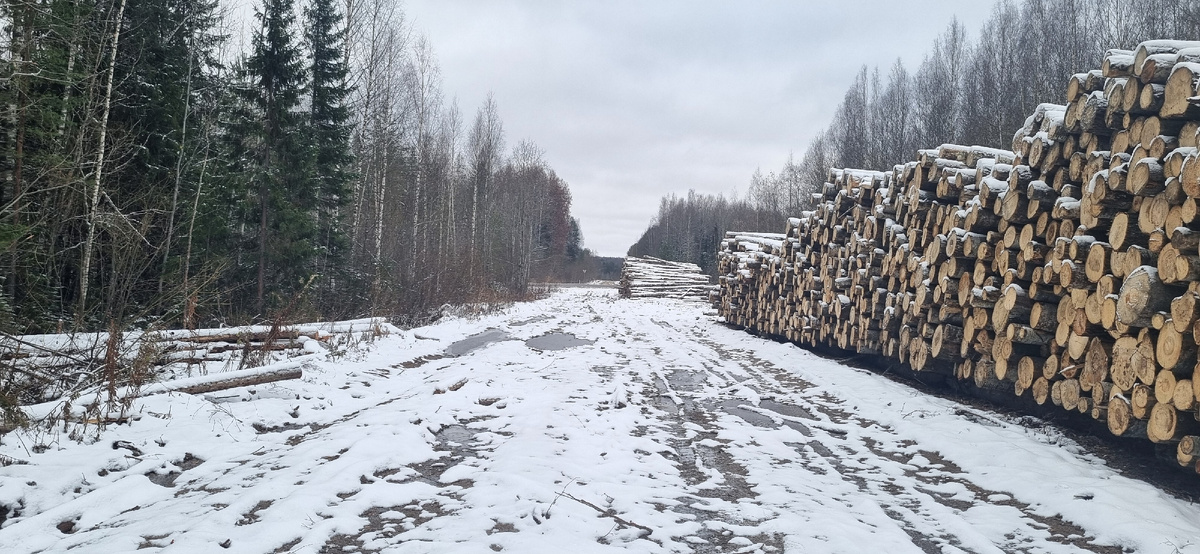 Дорога в Кладовицу