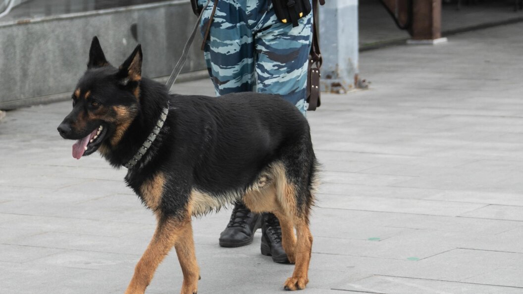    Pogiba Aleksandra/news.ru/Globallookpress