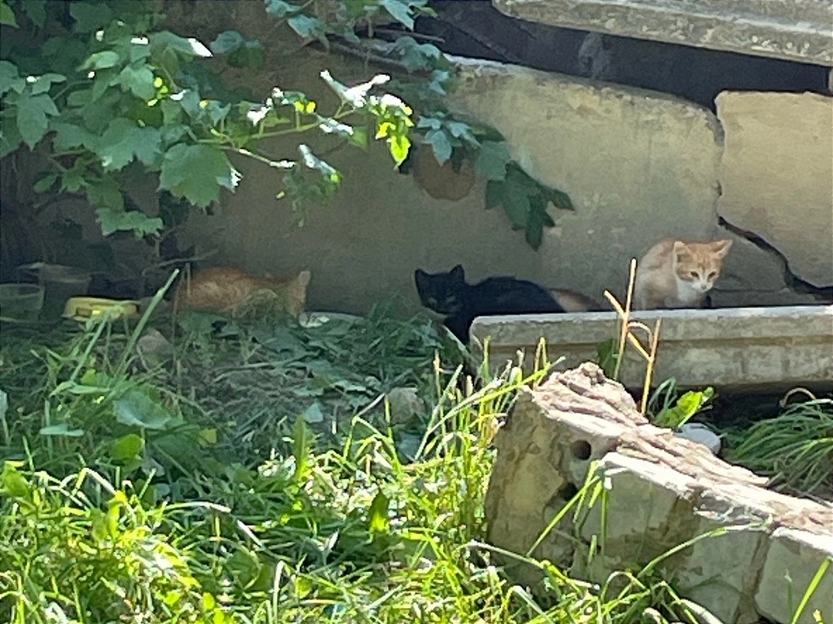 Черный котёнок сначала выходил со всеми, а потом надолго исчез