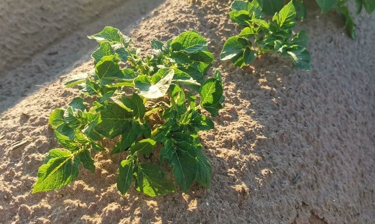    Впервые в истории Кыргызстана планируется выращивать семена картофеля класса супер-суперэлита