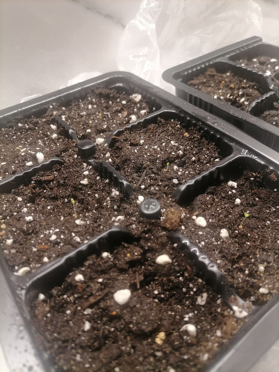 Вам их видно???)))