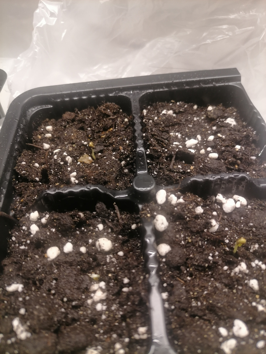 Дихондра) видите?)))