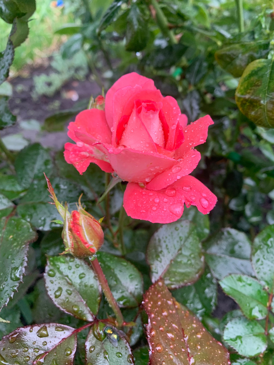 роза Вайкики, все фото автора.