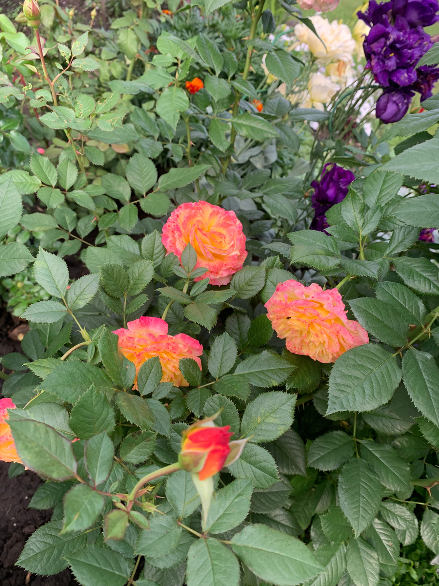 роза Гартеншпас