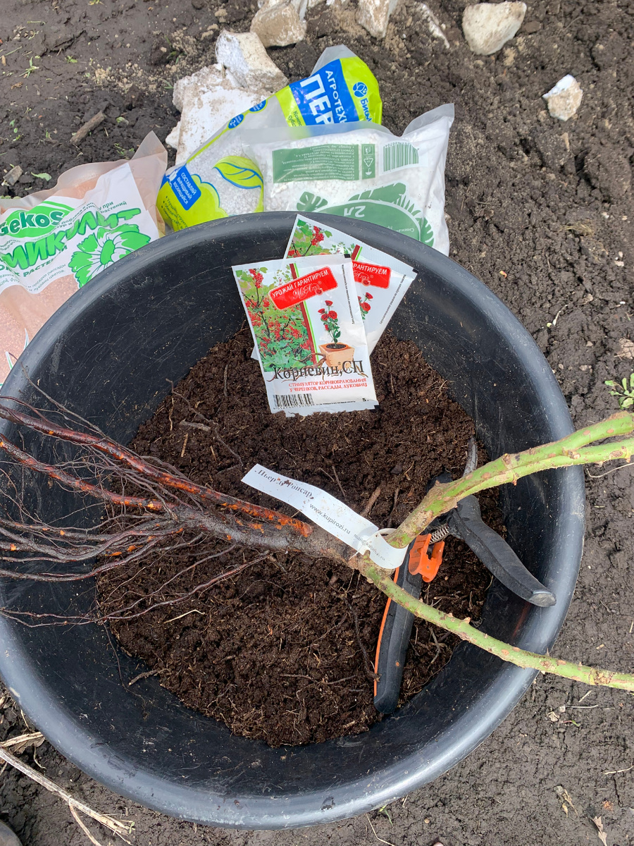 В прошлом сезоне я сажала розы 5 мая,