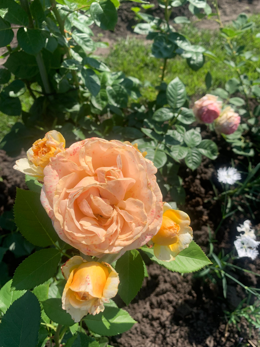 роза Женевьев Орси, фото автора