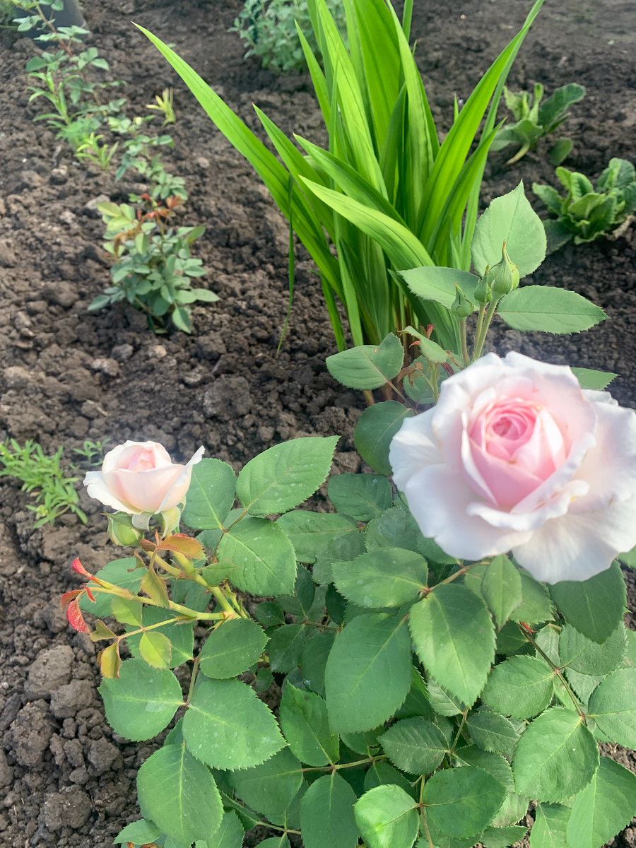 роза Оливия Роуз. Все фото автора