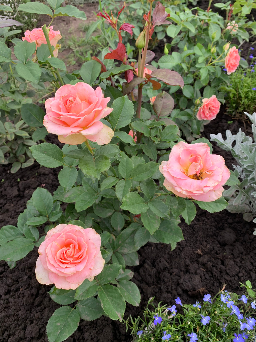 роза Эрмоза